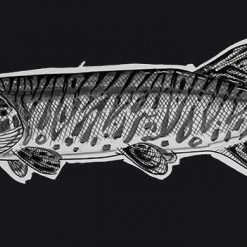 Derek DeYoung Monster Tiger Musky Cutout Sketch Decal Tools & Accessories