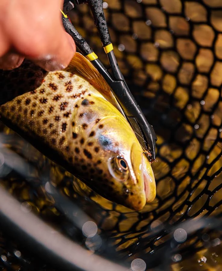 Loon Outdoors Rogue Hook Removal Forceps Tools & Accessories 6 Loon Outdoors Rogue Hook Removal Forceps Tools & Accessories