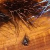 Hareline Dubbin, Inc. Creepy Crawley Ice Dub Fly Tying