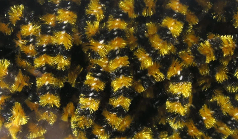 Hareline Dubbin, Inc. Fly Fish Food Small Stonefly Chenille Fly Tying 7 Hareline Dubbin, Inc. Fly Fish Food Small Stonefly Chenille Fly Tying