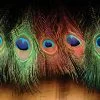 Hareline Dubbin, Inc. Fly Tying Peacock Eyed Sticks