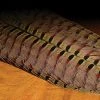Hareline Dubbin, Inc. Fly Tying Ringneck Pheasant Complete Tail