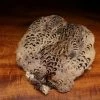 Hareline Dubbin, Inc. Hen Pheasant Skin Fly Tying