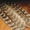 Hareline Dubbin, Inc. Ozark Oak Mottled Turkey Quills